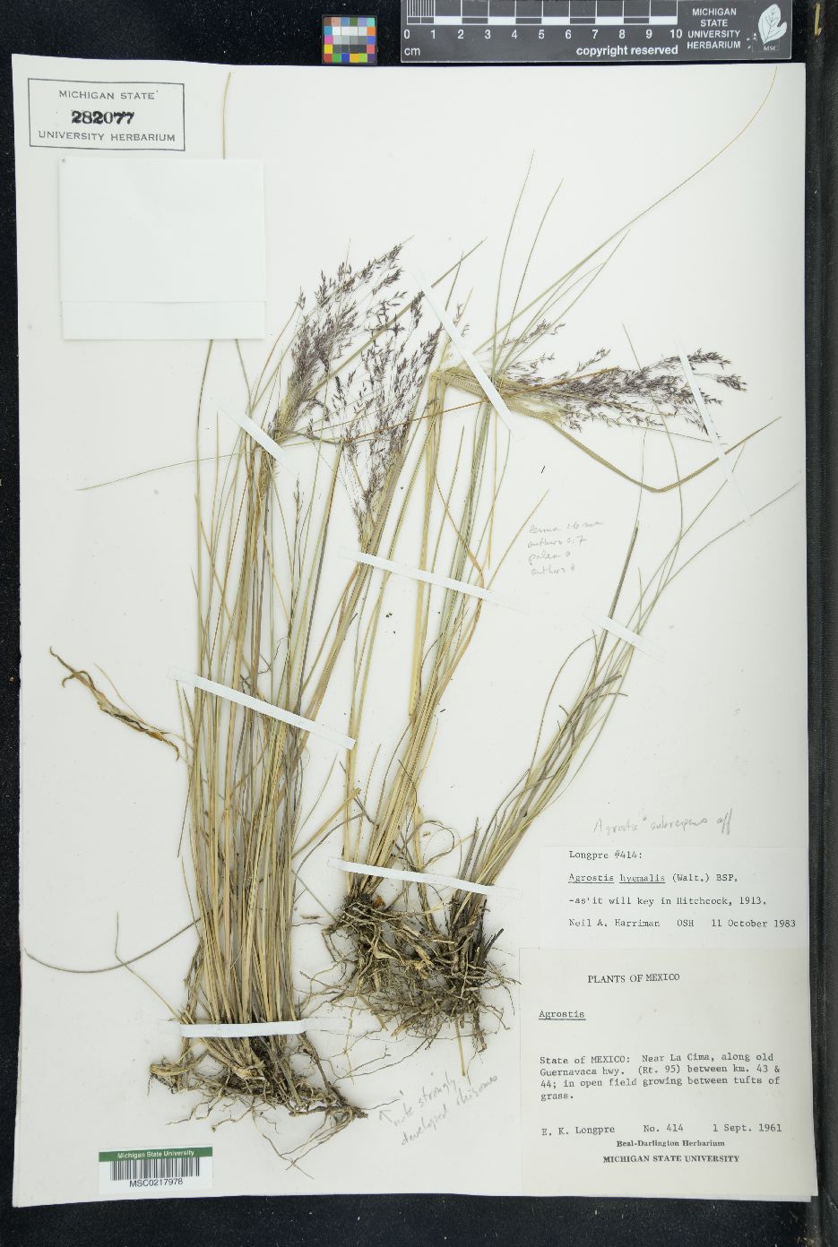 Agrostis subrepens image