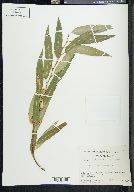 Salix bonplandiana image