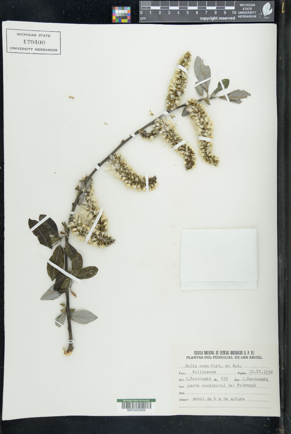 Salix cana image