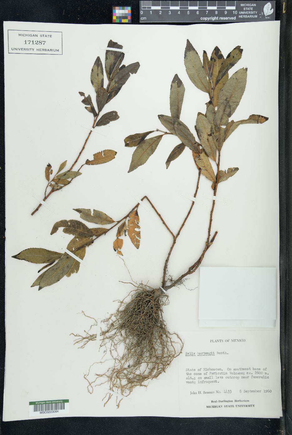 Salix hartwegii image