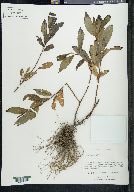 Salix hartwegii image