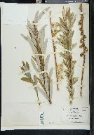 Salix irrorata image