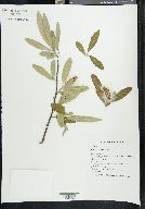 Salix jaliscana image