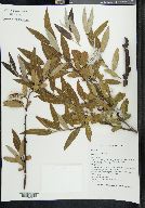 Salix jaliscana image
