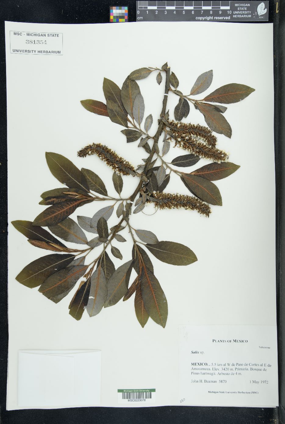 Salix latifolia image