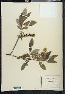 Salix latifolia image
