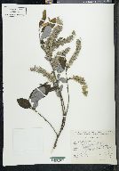 Salix paradoxa image