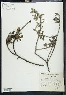 Salix paradoxa image