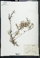 Salix taxifolia image