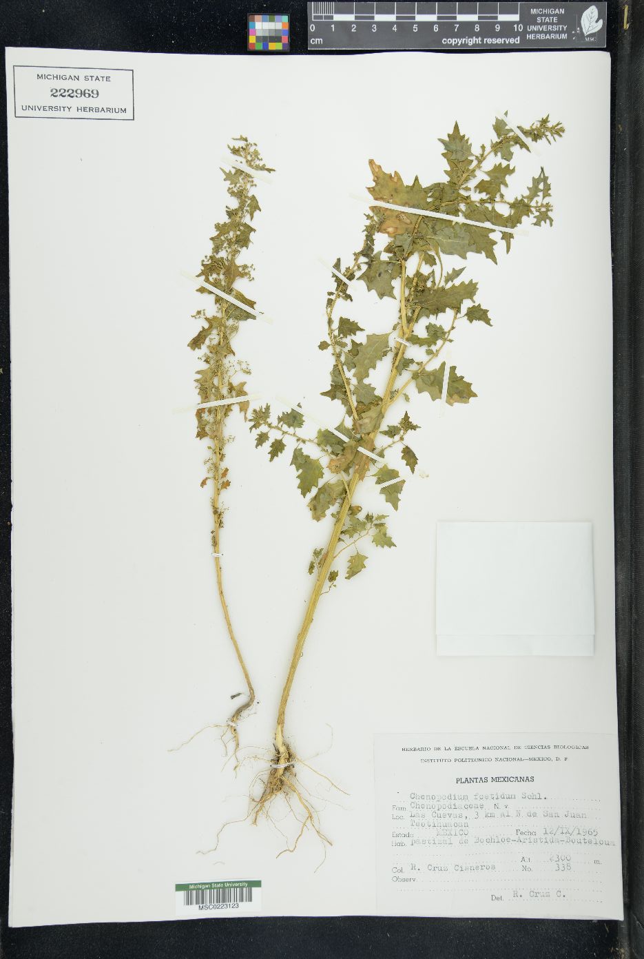 Chenopodium foetidum image