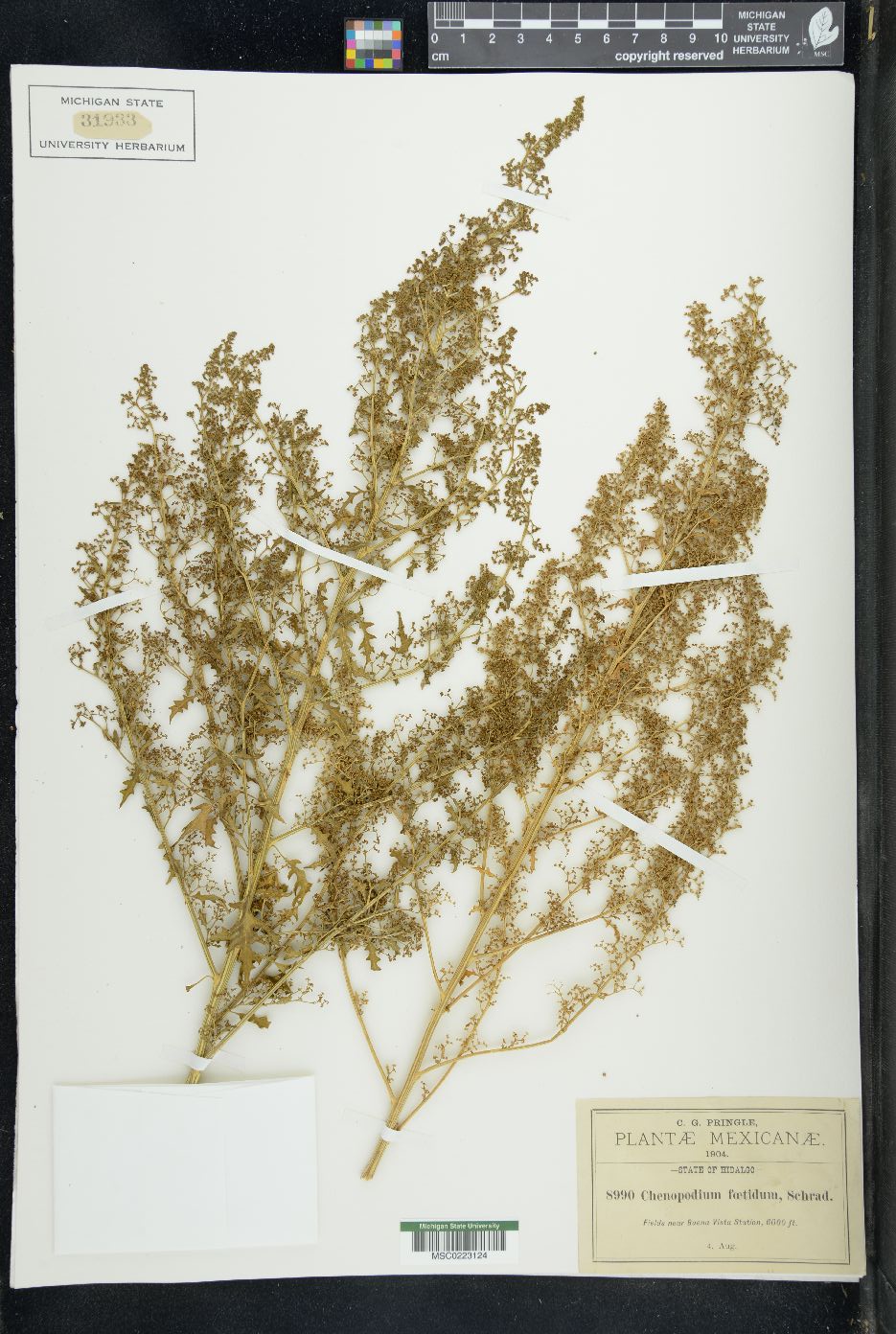 Chenopodium foetidum image