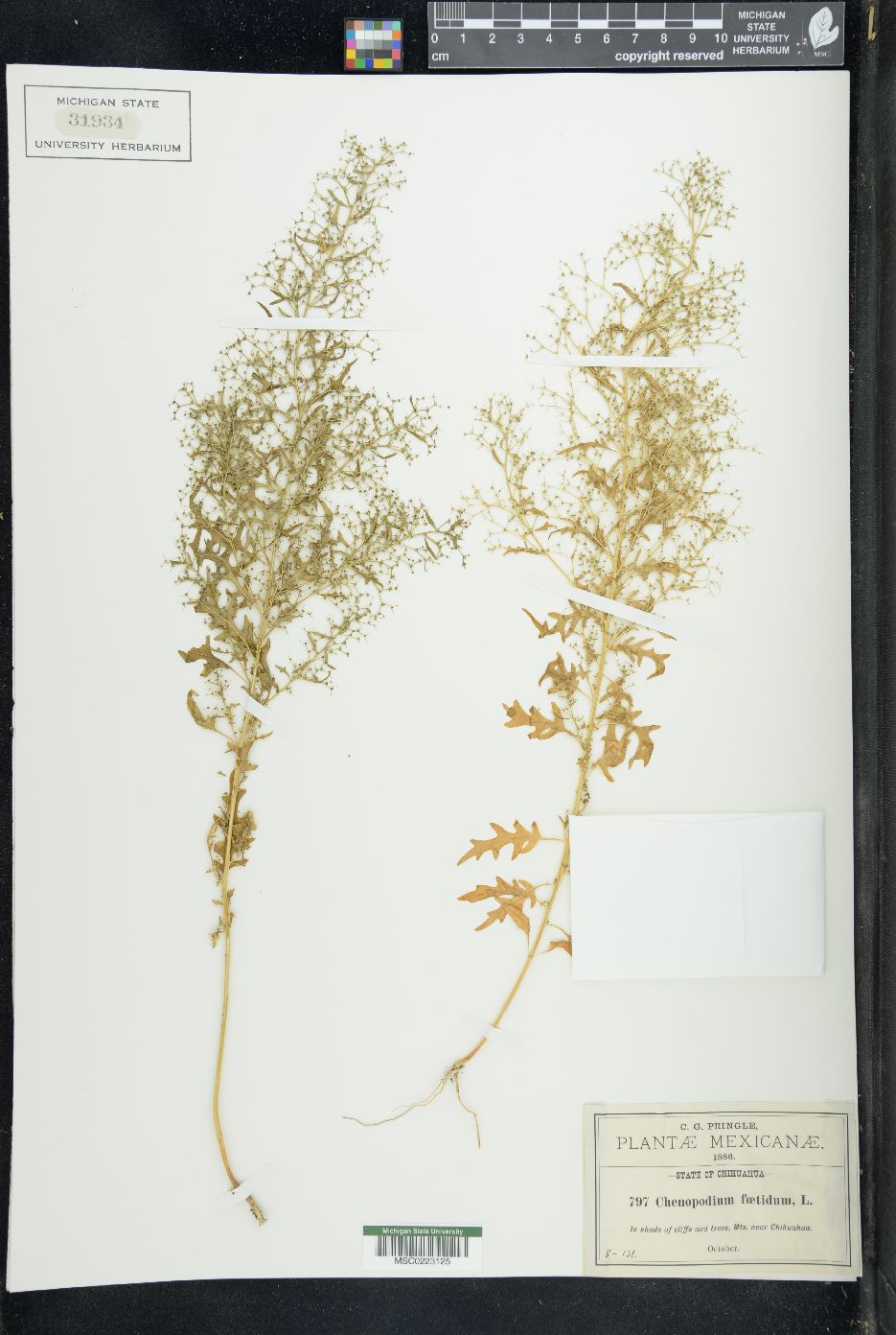 Chenopodium foetidum image