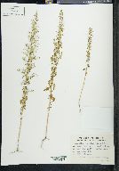 Dysphania graveolens image