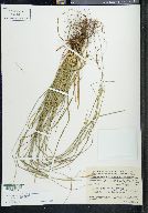 Carex asynchrona image