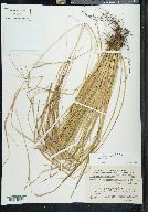 Carex asynchrona image