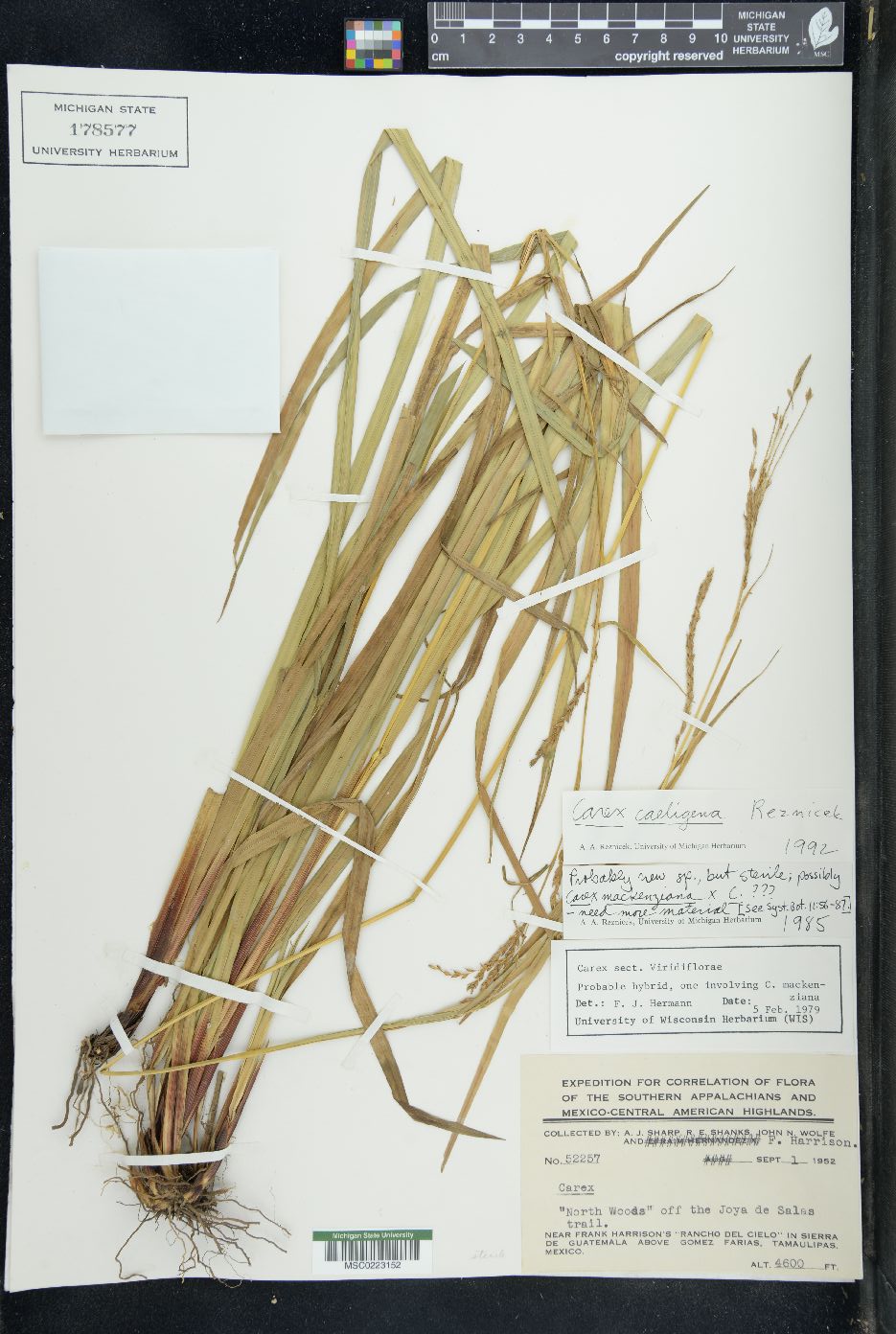 Carex caeligena image