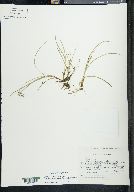 Carex echinata image