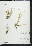 Carex hermannii image