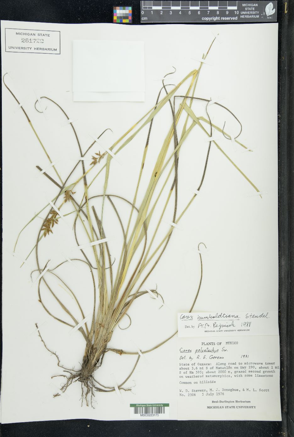 Carex humboldtiana image