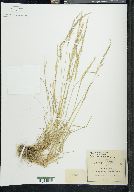 Agrostis tolucensis image