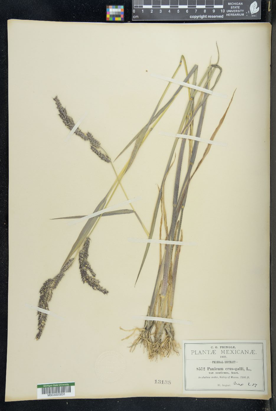 Echinochloa crus-galli var. muticum image