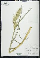 Echinochloa holciformis image