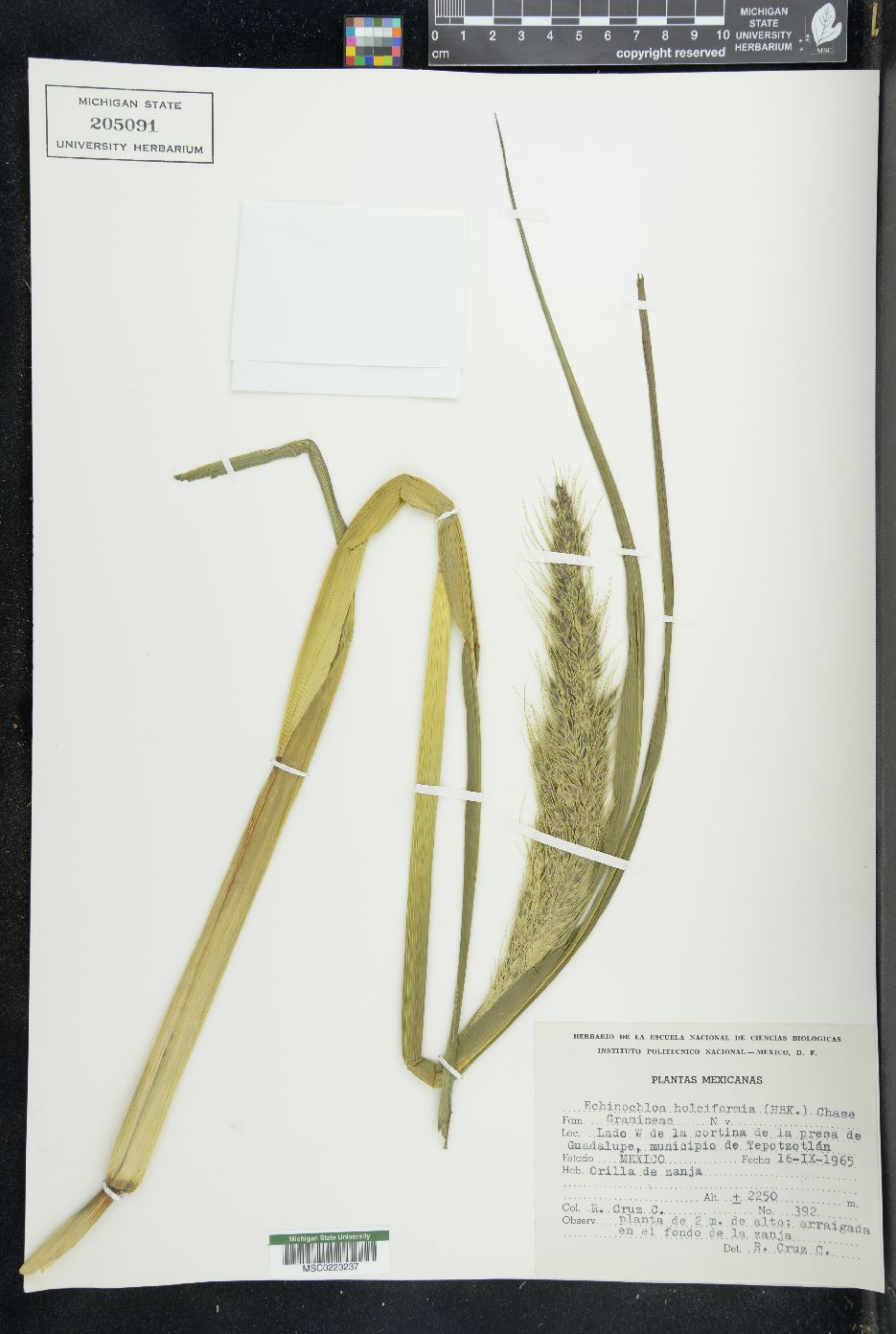 Echinochloa holciformis image