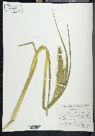 Echinochloa holciformis image