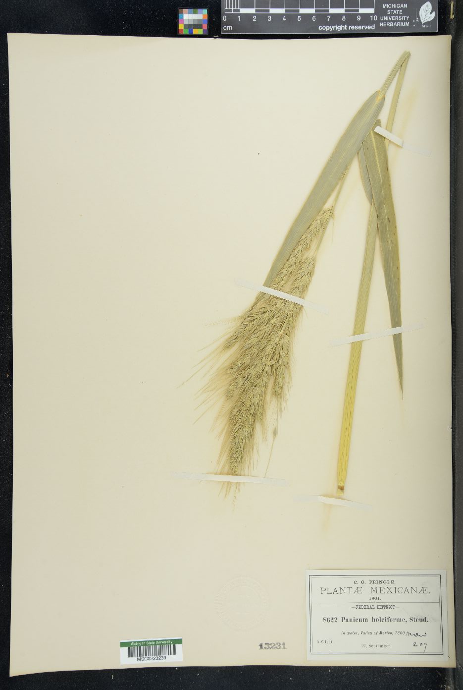 Echinochloa holciformis image