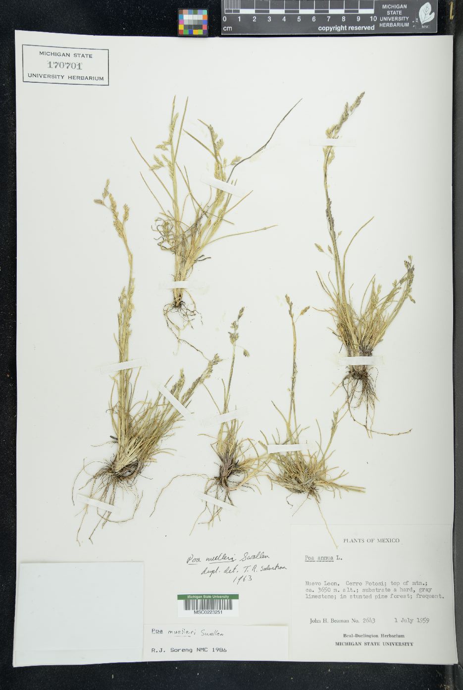 Poa mulleri image