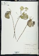 Nymphoides peltata image