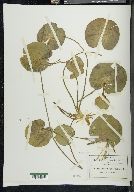 Nymphoides humboldtianum image