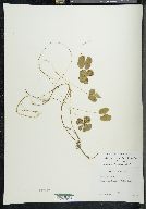 Marsilea mollis image