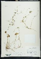 Marsilea mollis image