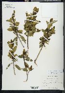 Frangula californica image