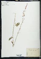 Rumex acetosa image