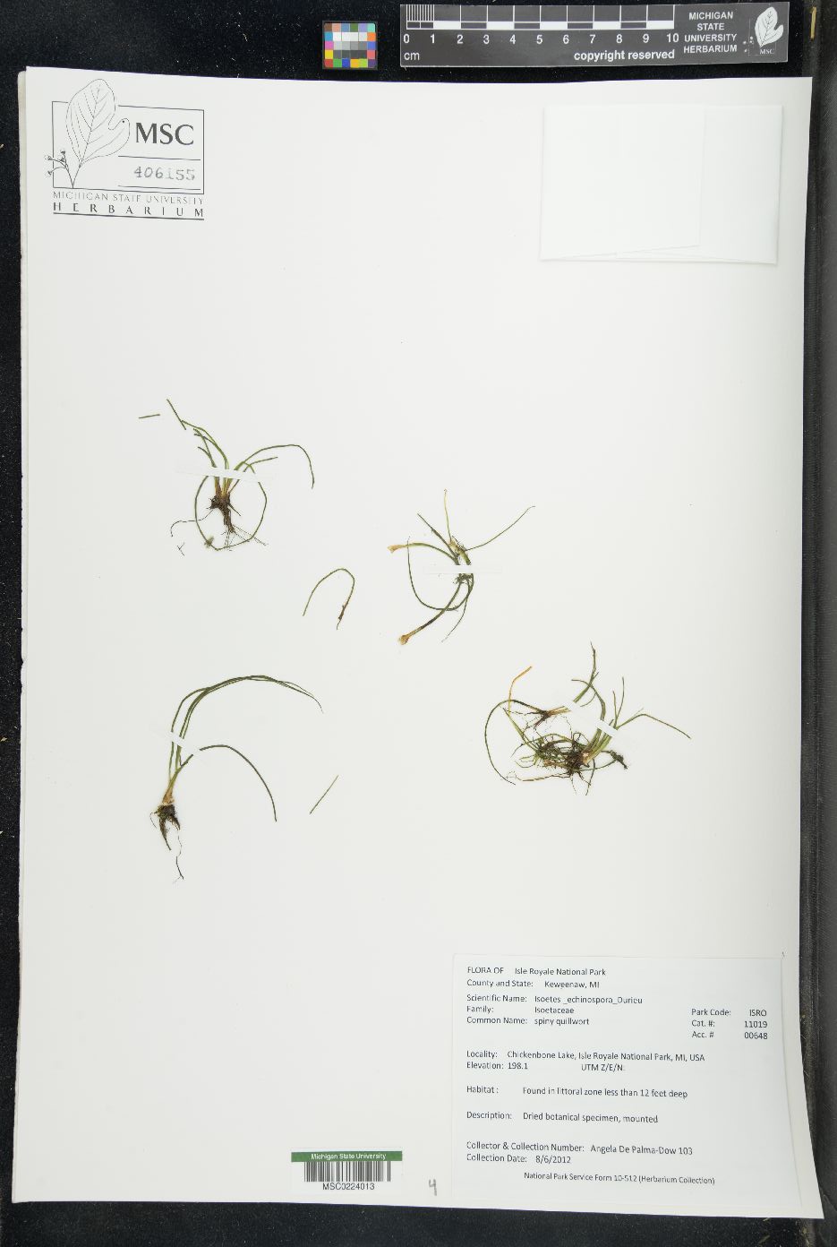 Isoëtes echinospora image