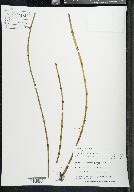 Equisetum fluviatile image