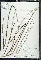 Equisetum fluviatile image