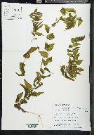 Potamogeton richardsonii image