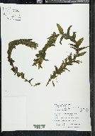 Potamogeton richardsonii image