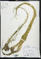 Schoenoplectus subterminalis image