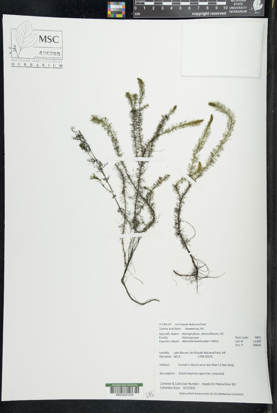 Myriophyllum alterniflorum image