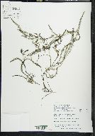 Myriophyllum alterniflorum image