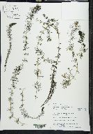 Myriophyllum sibiricum image