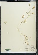 Potamogeton illinoensis image