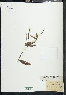 Potamogeton illinoensis image