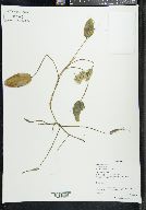 Potamogeton natans image