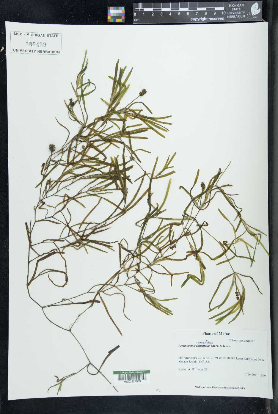 Potamogeton oakesianus image