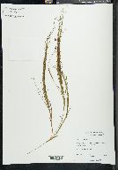 Potamogeton vaginatus image